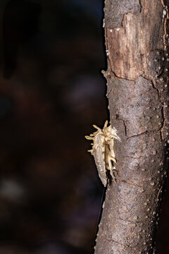 akanthomyces fungi on a moth
