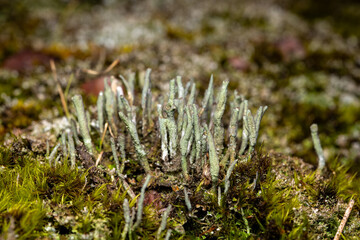 pixie cup lichens