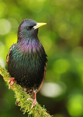 Starling