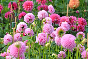 Soft pink pompon ball dahlia 'Eye Candy' in flower.