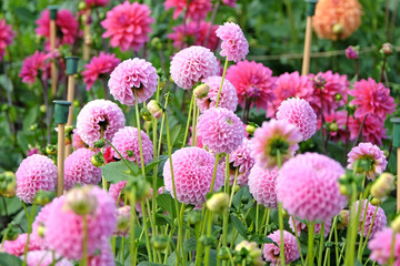 Soft pink pompon ball dahlia 'Eye Candy' in flower. © Alexandra