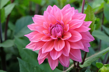 Deep dusky pink decorative dahlia 'Feline Yvonne' in flower.