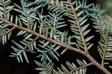 Eastern Hemlock