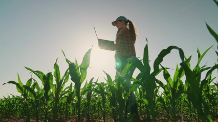Farmer Businesswoman in corn field works with computer. Modern digital technologies, Business Farm....