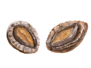 水彩のあわび01_1