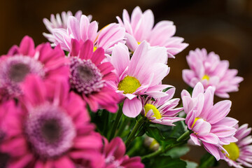 Bouquet of red, pink and white chrysanthemums