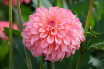 Dusky coral pink decorative Dahlia 'Belfloor' in flower.