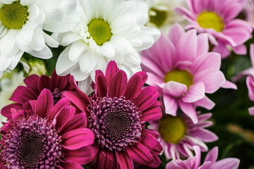 Bouquet of red, pink and white chrysanthemums