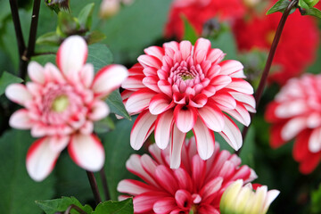 Fototapeta premium Red and white semi double decorative dahlia 'Pacific Time' in flower.