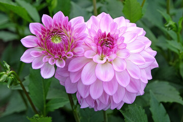 Lilac purple and white decorative Dahlia 'Ben Oude Nijhuis' in flower.