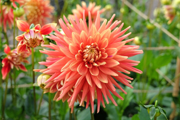 Bright salmon pink and yellow cactus dahlia 'Allen's StarfireÕ in flower.