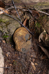 Scleroderma citrinum