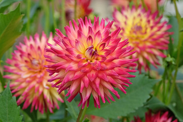 Bright pink and yellow cactus dahlia 'polventon fireballÕ in flower.
