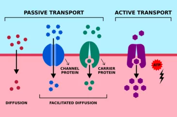 Foto op Canvas Passive and active cell membrane transport. Diffusion, facilitated diffusion, protein transport with ATP. High low, low high concentration gradient. Channel and carrier proteins. Vector illustration. © Tasha Vector