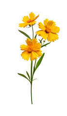 Floral arrangement of Lanceleaf Coreopsis flowers. Element for creating design, postcard, pattern, floral arrangement, wedding cards and invitation. Three yellow flowers isolated on white background.
