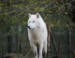 Loup blanc