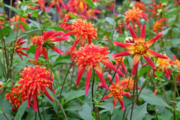 Red and yellow star anemone Dahlia Octopus Sparkle in flower