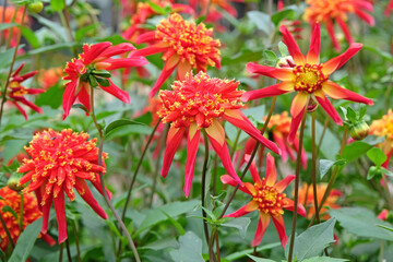 Red and yellow star anemone Dahlia Octopus Sparkle in flower