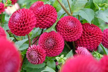 Deep red mini pompon dahlia Westerton Gatehouse in flower. © Alexandra