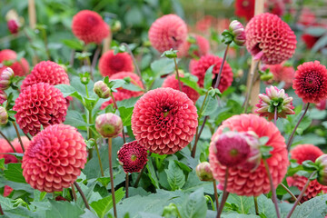 Russet orange ball dahlia 'Copper Boy' in flower. © Alexandra