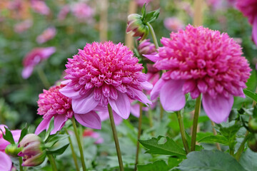 Pink and purple anemone Dahlia 'Abigail' in flower.