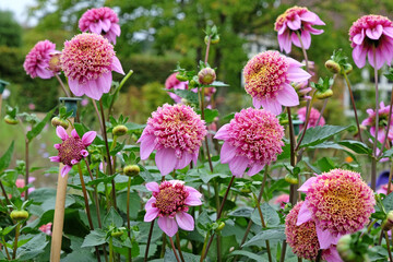 Pink, purple and yellow anemone Dahlia 'Fenna Baaij' in flower. © Alexandra