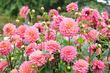 Coral pink decorative dahlia 'Great Silence' in flower.