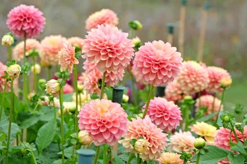 Kussenhoes Pink, apricot and gold waterlily dahlia 'Milena Fleur'  in flower. © Alexandra