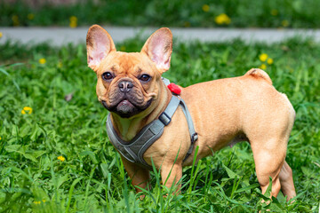 A French bulldog is playing on the grass. A sunny walk with the dogs. Portrait.