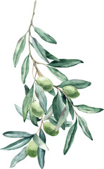 Watercolor Illustration Bouquet Elegant Olive Branch - obrazy, fototapety, plakaty