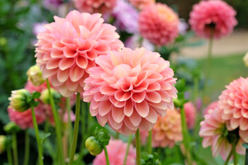 Pink, apricot and gold waterlily dahlia 'Milena Fleur'  in flower.