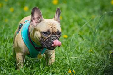Fototapeta premium A French bulldog is playing on the grass. A sunny walk with the dogs. Portrait.