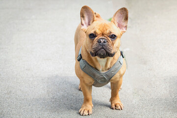 A charming young French bulldog walks in the square