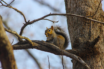 Squirrel in tree