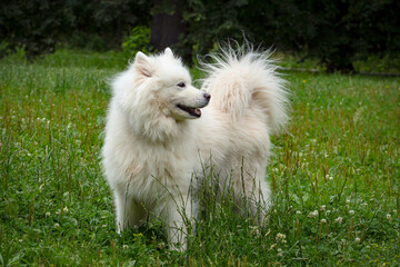 A happy fluffy Samoyed dog walking outdoors in summer