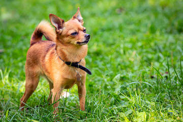 A light-colored chihuahua dog poses in the park. A miniature fluffy pocket purebred dog.