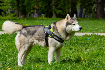 Naklejka na ściany i meble A beautiful Siberian husky dog is playing in a green clearing in the park.