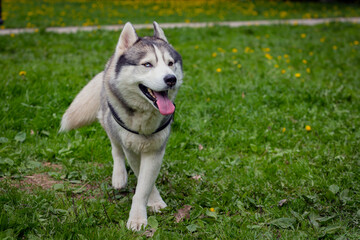 A beautiful Siberian husky dog is playing in a green clearing in the park.