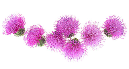 Top view of spring young thistle flowers isolated on a white background. Silybum marianum. - Powered by Adobe