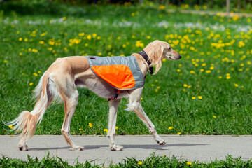 The Saluki dog playing on a green meadow