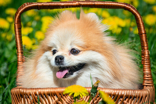 Portrait of a cute Pomeranian dog in a basket Close-up.