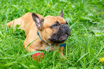 A French bulldog lies on the grass and enjoys the summer in the park