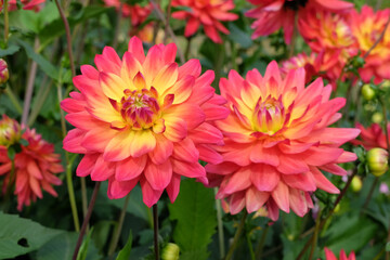 Pink, orange and yellow cactus dahlia 'Rainbow Silence' in flower. © Alexandra