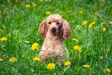 A cute little poodle is sitting in a field of dandelions...
