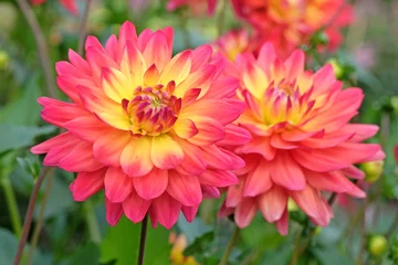 Fototapete Pink, orange and yellow cactus dahlia 'Rainbow Silence' in flower. © Alexandra