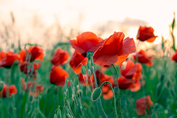 Red poppy flowers on a field at sunset. Natural landscape