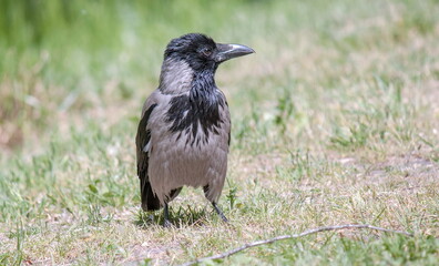 crow on the grass