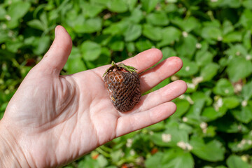 strawberry berry affected by gray rot in the hands of a gardener. Diseases of vegetables and berries