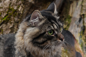 Naklejka na ściany i meble Cat on a tree, close-up.
