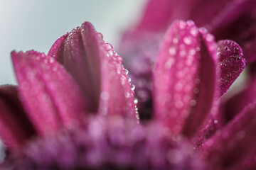 Flower background with dew drops, red chrysanthemum with dew drops on the petals